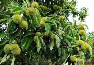 板栗樹種植及圖片欣賞